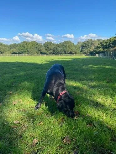 £6 for 25 mins, £11 for 55 mins (up to 4 dogs)